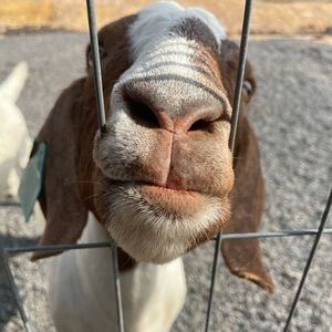 Meet your Posher, Sylvia